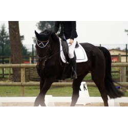 Dressage